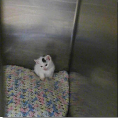 Someone Has To Do It