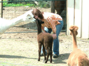 Pinecliff Alpaca Farm